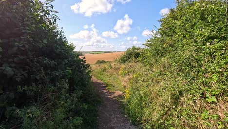 un paseo por un sendero verde y exuberante