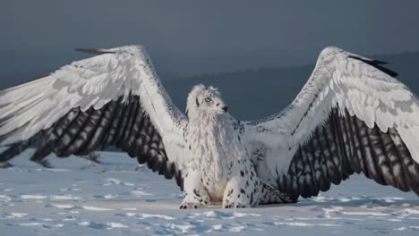 winged creature in a snowy landscape
