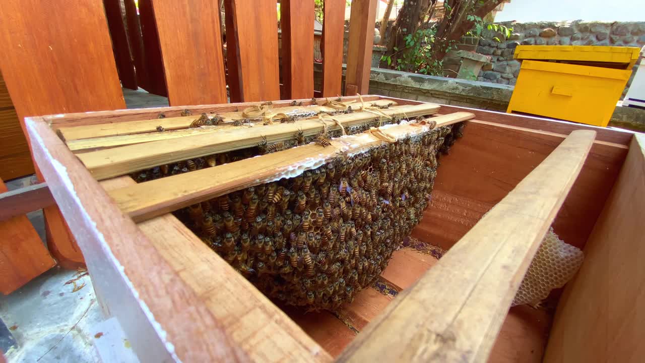 una colmena abierta muestra las muchas abejas trabajadoras en los panales de miel
