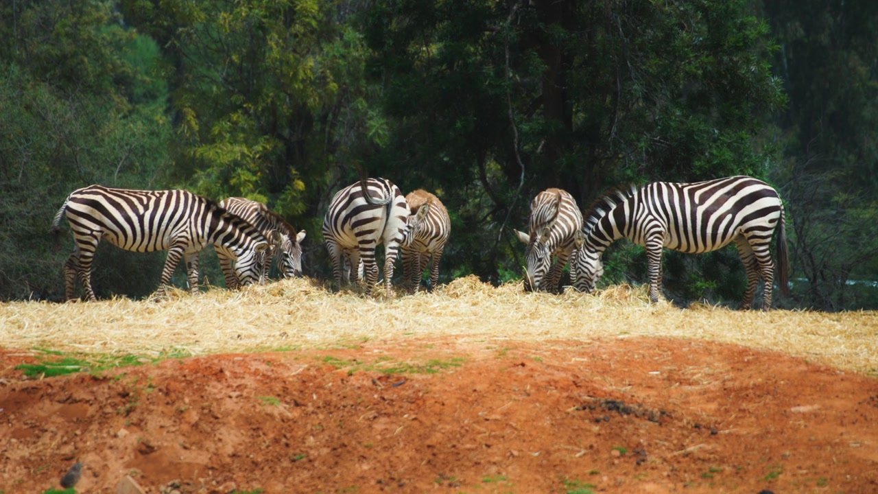 Mandria di zebre che pascolano in un prato.