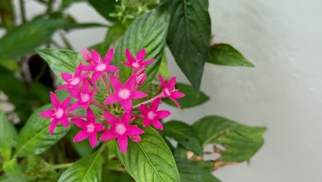 closeup of pentas flower with a clusters of flowers in shades of red is also a genus of flowering plants in the family rubiaceae.