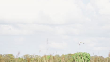 western marsh harrier swoops down to top of reeds in open grassy field