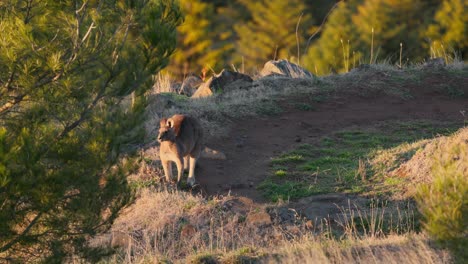 morning sunlight casts a warm glow on a kangaroo feeding peacefully on grass in an open canberra field
