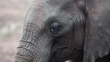 closeup of african buffalo head and face with wrinkled skin