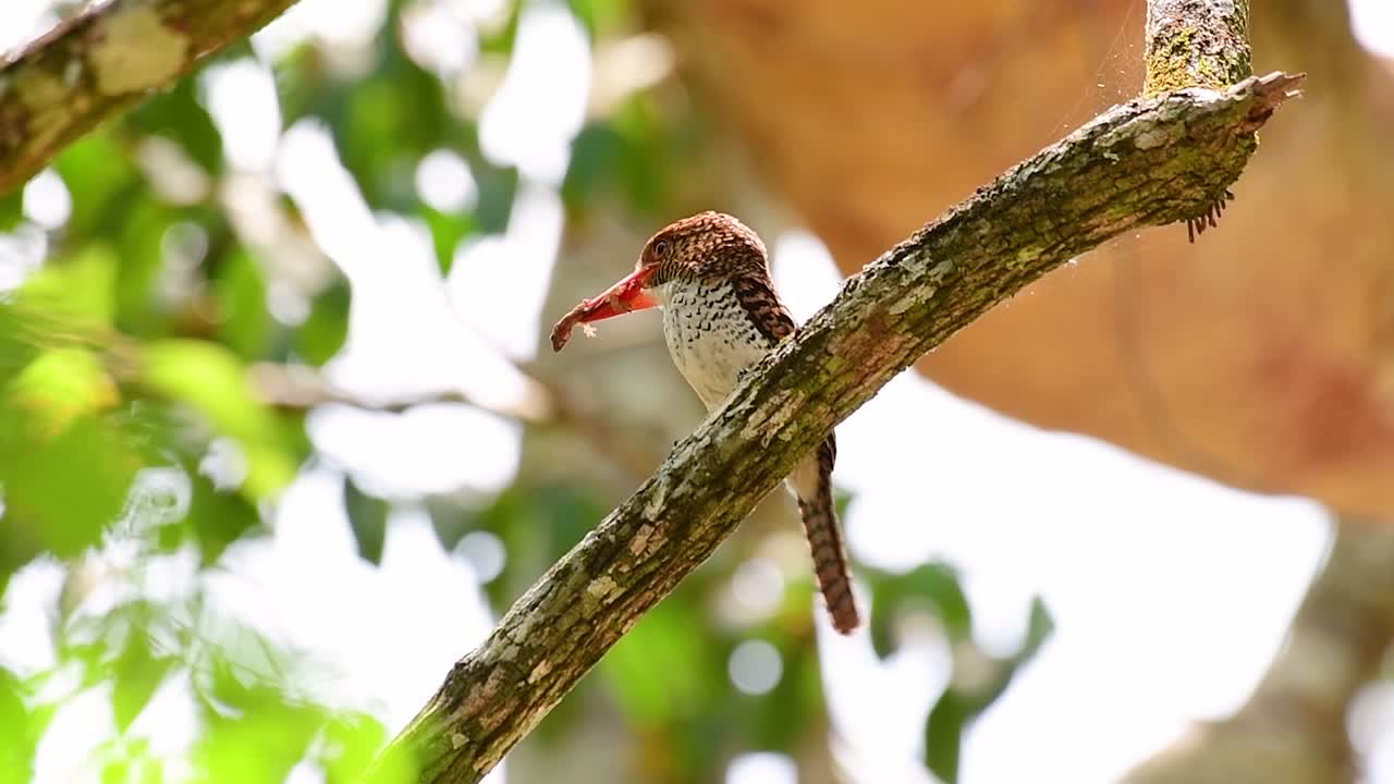 un martín pescador de árboles y una de las aves más hermosas que se encuentran en tailandia dentro de las selvas tropicales