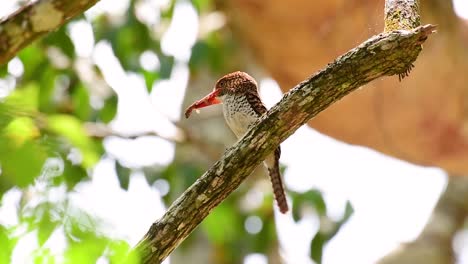 Ein-Baum-Eisvogel-Und-Einer-Der-Schönsten-Vögel-Thailands-In-Den-Tropischen-Regenwäldern