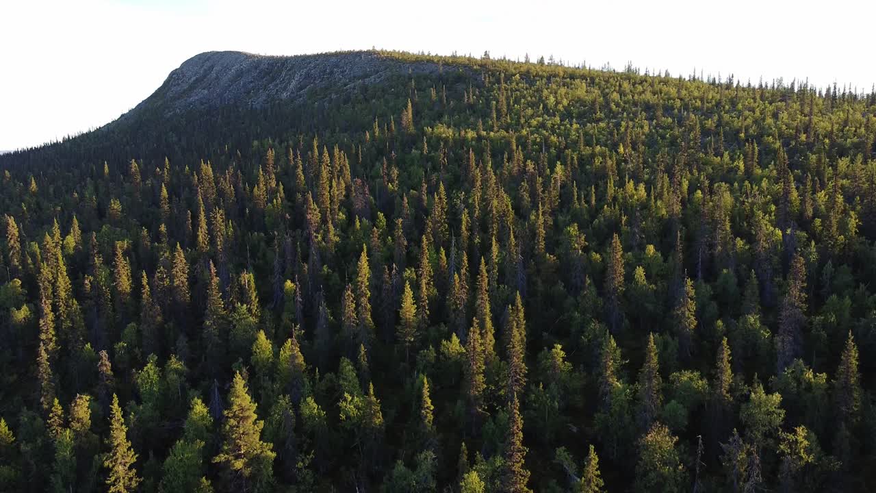 Beautiful aerial green forest woods during evening sunny golden hour in Sweden