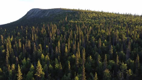 beautiful aerial green forest woods during evening sunny golden hour in sweden