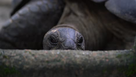 Close-top-shot-of-head-of-Aldabra-giant-tortoise,-realtime-locked-off-shot