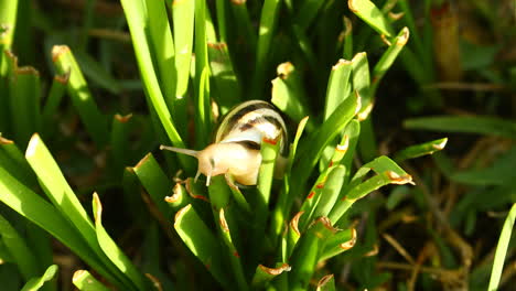 this is a video of a snail crawling through the grass in early morning