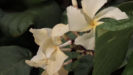 yellow flower with ant