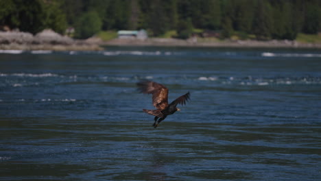 An-Eagle-flying-in-British-Columbia-Canada-over-the-ocean-looking-for-fish