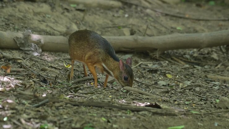 Seen with its head down into the ground busy eating, Lesser Mouse Deer Tragulus kanchil, Thailand