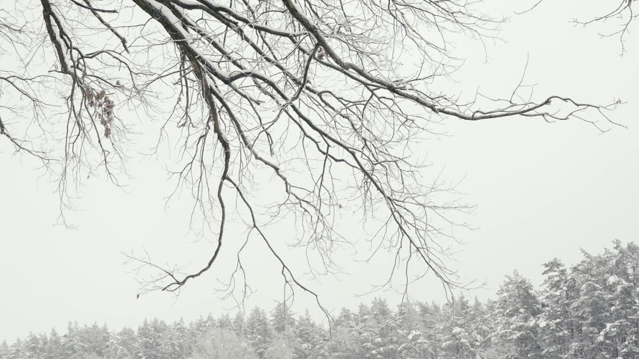 눈 덮인 삼림 지대 풍경의 변덕스러운 하늘을 배경으로 한 나뭇가지