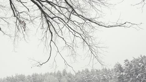 tree branch against moody sky in snow covered woodland landscape