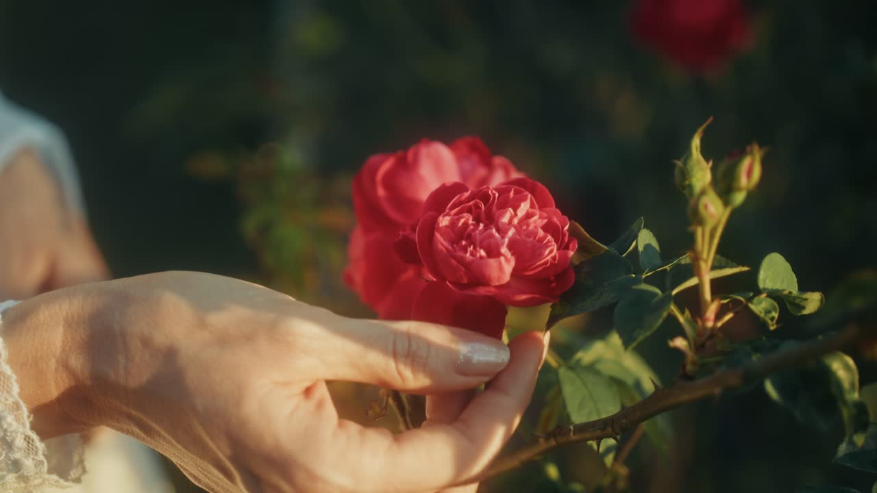 En hånd berører forsigtigt de fine blade på en rød rose i en have