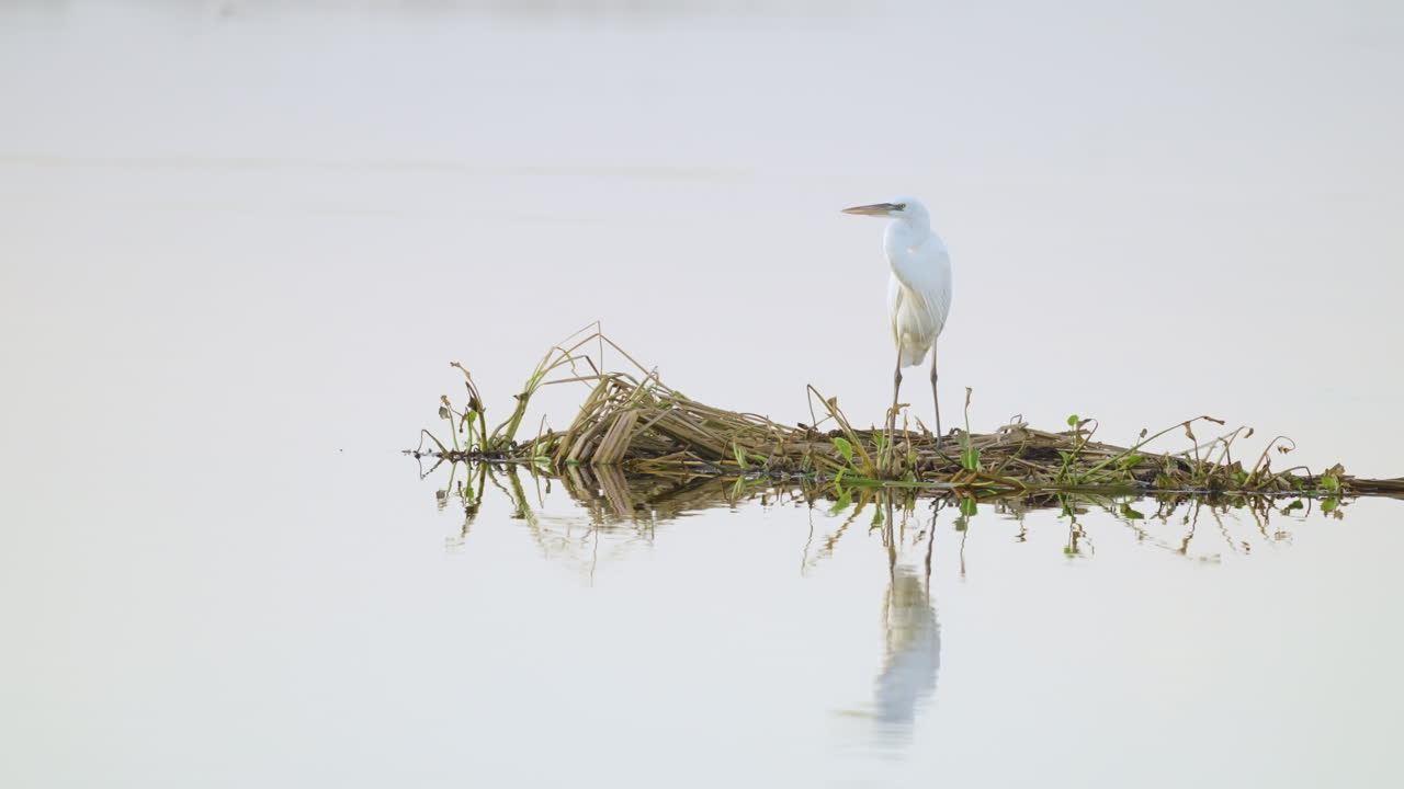 White Heron Egret Perched on Reeds in Calm Water