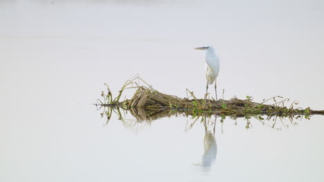 white heron egret perched on reeds in calm water