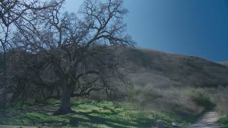 a still day in agoura hills, california