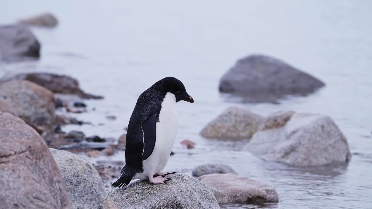el pingüino adelie en la antártida, la península antártica en la vida silvestre y los animales viaje, de pie en la nieve con rocas rocosas, con la falta de nieve que muestra el cambio climático y el calentamiento global