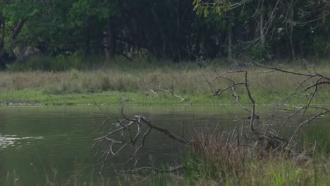 Visto-Posado-En-La-Rama-Inferior-Cerca-Del-Agua,-Luego-Vuela-A-Una-Rama-Más-Alta-Y-Agita-Sus-Alas-Mientras-Vuelan-Las-Mariposas