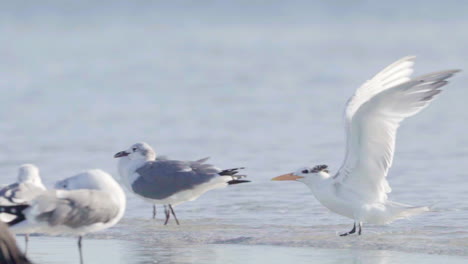 royal tern flying at beach and landing in ocean