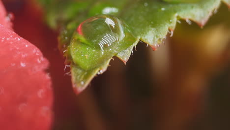 Drop-on-edge-of-green-lush-leaf-on-blurred-background