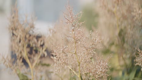 close-up of dried flowers