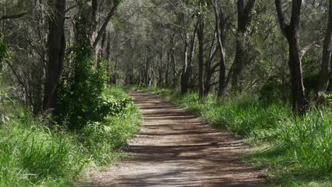 Parche-Natural,-Camino-De-Tierra-En-El-Bosque,-árboles-En-Ambos-Lados-Del-Camino-Al-Aire-Libre