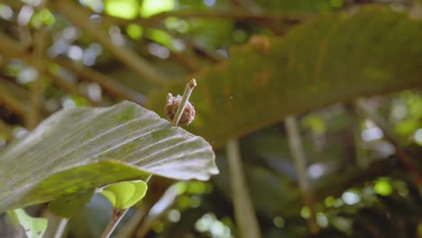 seguir a un insecto de la basura mientras sube por una ramita hacia una hoja, es como un montón de basura, crisopa
