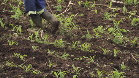 Close-up-view:-Cattle-team-pulls-hand-plow-through-maize-field