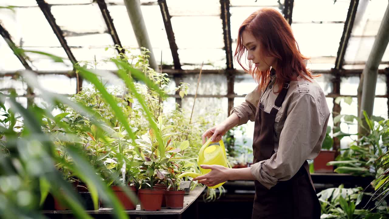 joven atractiva con delantal sosteniendo una olla de riego y regando plantas verdes en el invernadero. cultivo de flores, pequeños negocios y concepto de personas.