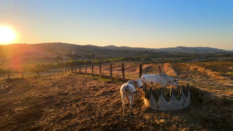 Aerial-landscape-view-over-cows-grazing-on-a-farmland,-in-the-hills-of-Tuscany,-Italy,-at-sunset