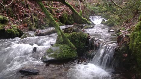 plena franja boscosa. parque nacional exmoor. devon. reino unido