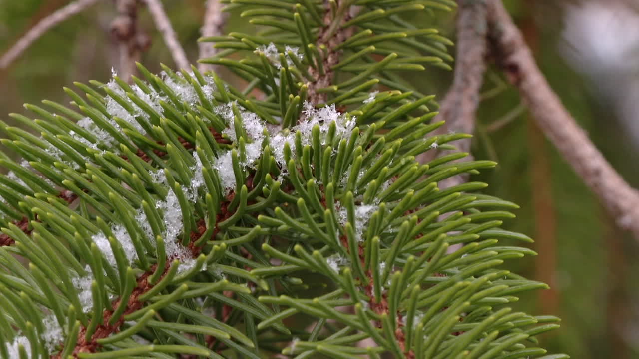 Snow on Pine Branches