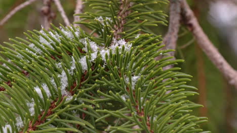 snow on pine branches