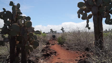 Männlicher-Rucksacktourist,-Der-In-Den-Horizont-Geht,-Vorbei-An-Kakteen-Auf-Der-Insel-Santa-Cruz-Auf-Den-Galapagosinseln