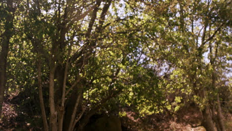 Woman-jogging-in-forest