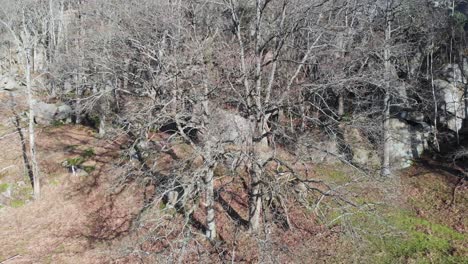 oak tree forest in sweden wintertime - aerial rising view