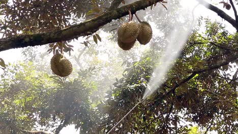 farmer's spraying liquid fertilizer on big, tall durian tree