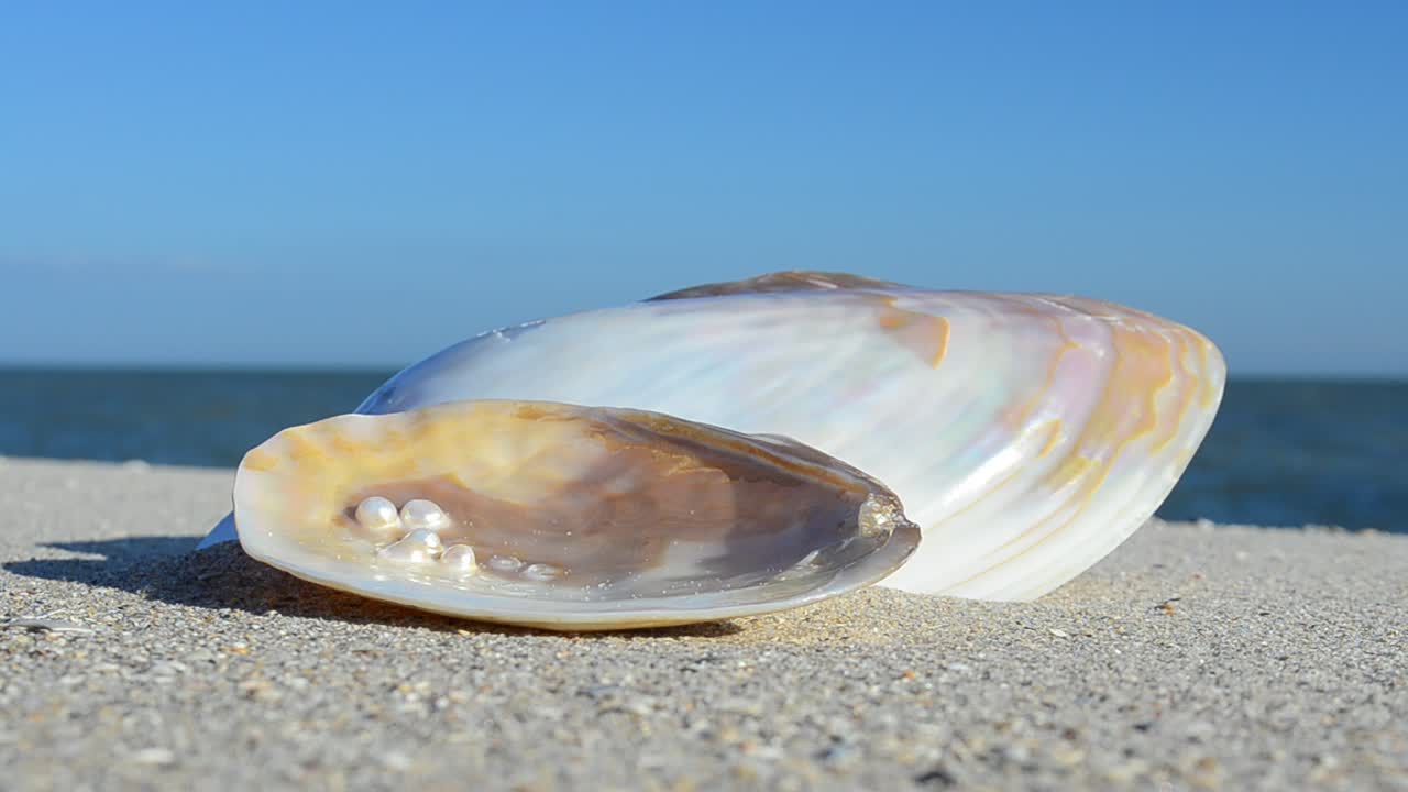 Cockleshells on sand against the background of waves. Shooting on the beach