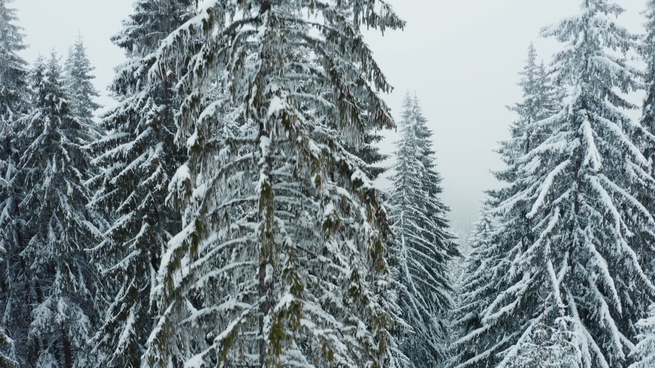 Snowy Winter Forest Landscape with Pine and Evergreen Trees