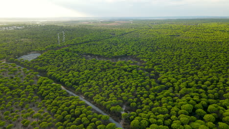 High-angle-shot-showing-gigantic-pine-tree-forest-in-Spain-during-summer---4K-drone-flyover---Green-treetop-landscape---El-Rompido