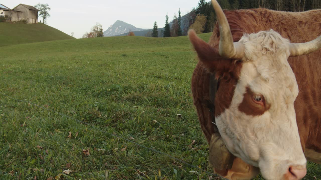 Close up shot, a cow near the fence wire turning its head, farm house and grass in the background