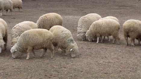 Schafherde,-Die-Sich-Tagsüber-Im-Zoo-Am-Boden-Ernährt