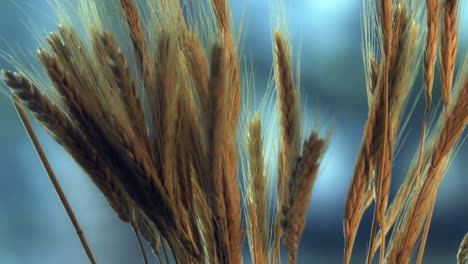 el primer plano de un manojo de espigas de trigo es un cereal nutritivo y está listo para cosechar