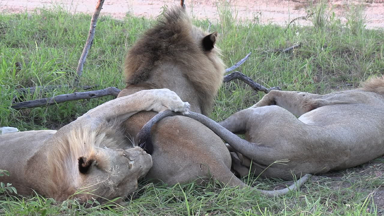 tres hermanos leones se despiertan de una siesta de la tarde y se estiran