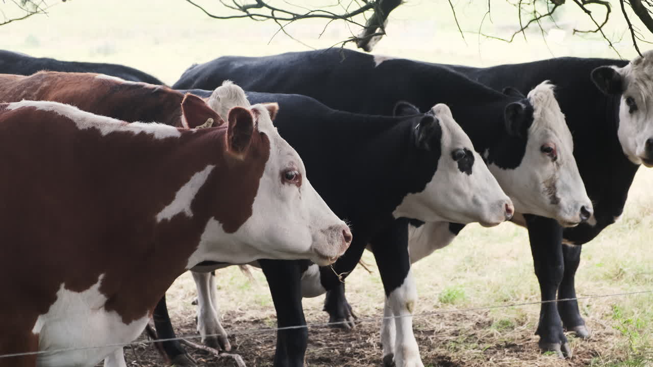 группа коров, мирно пасущихся на сене за фермерским забором