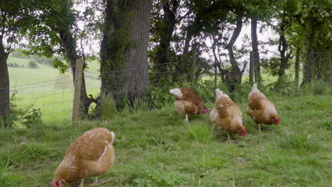 Chickens-foraging-in-green-field-under-trees-in-slo-motion