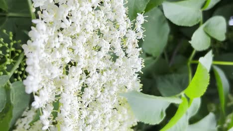 Beautiful White Elder Flower on a Green Tree Spring Nature Beautiful White Elder Flower on a Green Tree Spring Nature
